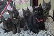 Magnifiques chatons Maine Coon à vendre