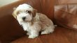 Magnifique chiot bichon havanais mâle