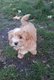Magnifique chiot bichon havanais femelle