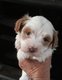 Magnifique chiot bichon havanais mâle