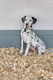 Chiots dalmatiens