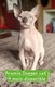 Sphynx