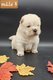 Chiots Chow Chow pedigré