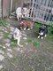 Chiot berger australien