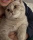 💙 Magnifique British Shorthair femelle  ...