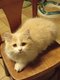 British Longhair
