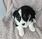 Adorable femelle welsh corgi
