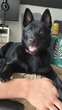 Jeune Schipperke