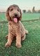 Saillie caniche royal