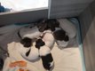 Magnifique chiots