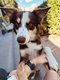 Femelle Border collie chocolat