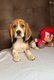 Adorables chiots beagle