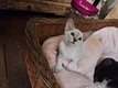 Une femelle siamoise lavender tabby