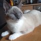 Femelle siamoise x Birman