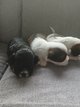 Chiots à reserver malchi