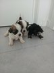 Chiots à reserver malchi