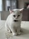 British longhair adorable chaton