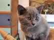 Chartreux , chaton M disponible
