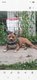 Chiot American staffordshire