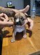 Chiot American staffordshire