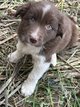 Chiot croisé border collie / berger australien