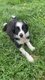 Chiot border collie