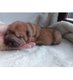Chiots shar-peï