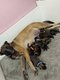 Chiots Berger Malinois