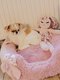 Petite chienne Chihuahua poils longs fauve de 5...