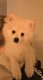 Spitz male 3 mois