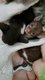 Cornish rex disponibles