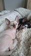 Cornish rex disponibles