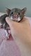Cornish rex disponibles