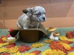 BB bouledogues français exotiques & fluffys...