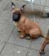 Chiots malinois