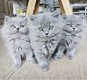 Chaton British Longhair