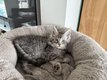 Chatons Maine Coon à réservés