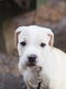 Chiots Américan Pit Bull Terrier