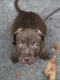 Chiots Américan Pit Bull Terrier