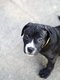 Chiots Américan Pit Bull Terrier