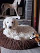 Magnifique caniche royal mâle