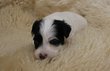 Top Model De Rama  chiens chinois