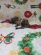 Chiots teckel nains poil court