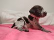 Chiots Drahthaar chocolat