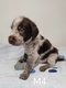 Chiots Drahthaar chocolat