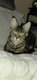 Maine coon de 2 ans avec pedigré