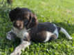 Chiots Petit Epagneul de Munster (pedigree)