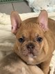 Bouledogue français femelle
