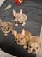 4 adorables femelles Bouledogue Français...