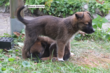 Deux femelles croisées malinois-berger...
